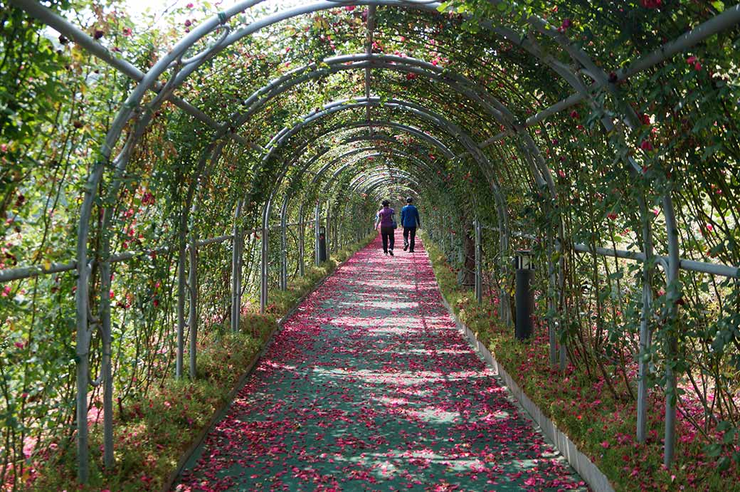 Flower tunnel