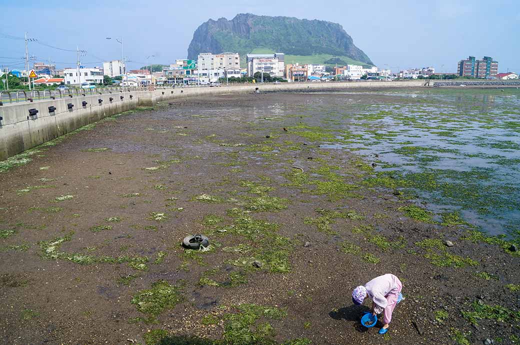 Looking for shellfish