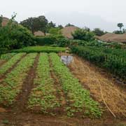 Farms and houses, Nagan