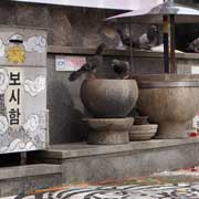 Pigeons at Seonbawi