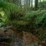 Bamboo forest