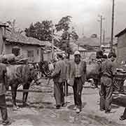 Crossroad with horses