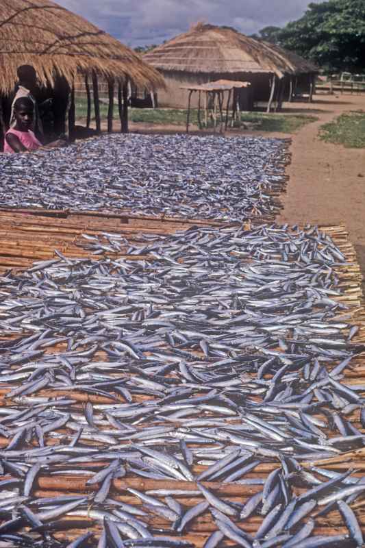 Drying fish, Chembe