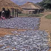 Drying fish, Chembe