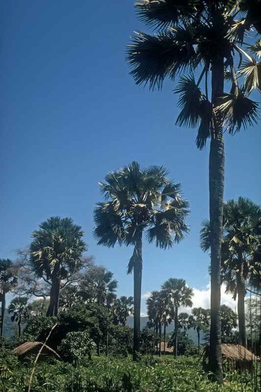 Palms near Rhumpi