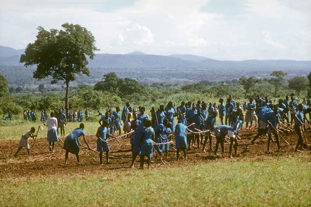 School children gardening