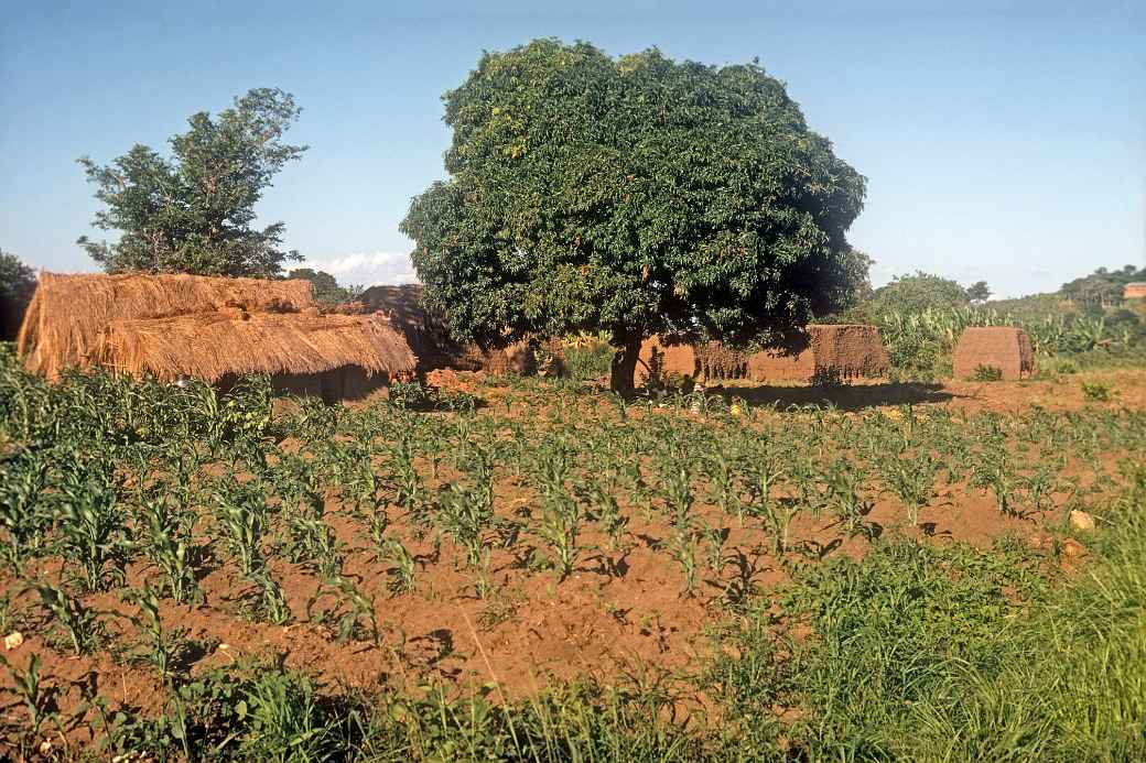 Farm house, Chilumba