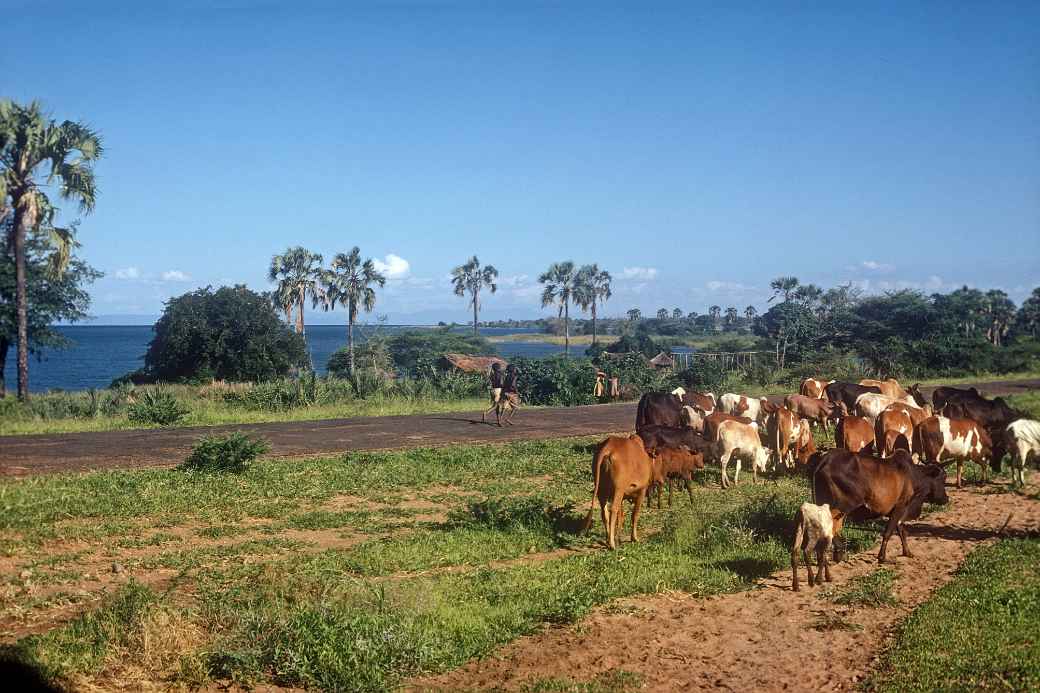 Cattle between Chilumba and Karonga