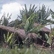 Huts near Mzuzu