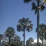 Palms near Rhumpi