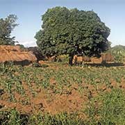 Farm house, Chilumba