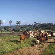 Cattle between Chilumba and Karonga