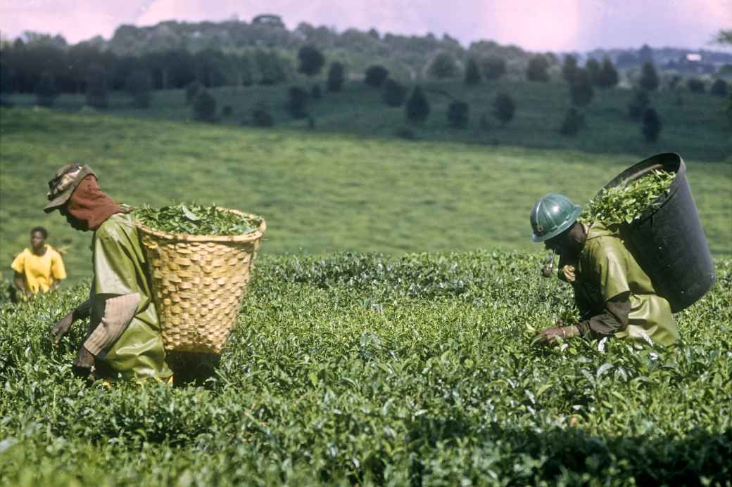 Thyolo Tea Estates