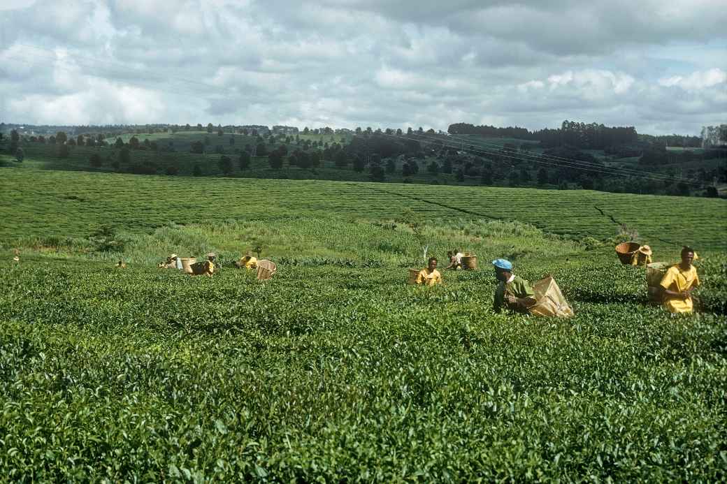 Thyolo Tea Estates