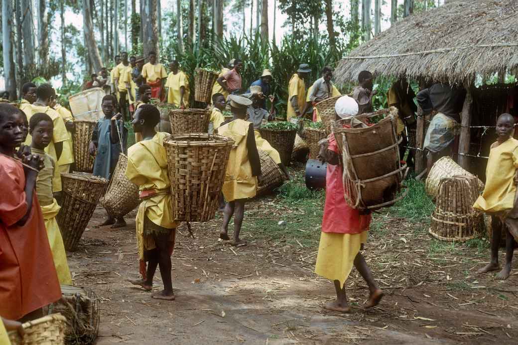 Workers, Thyolo Tea Estates