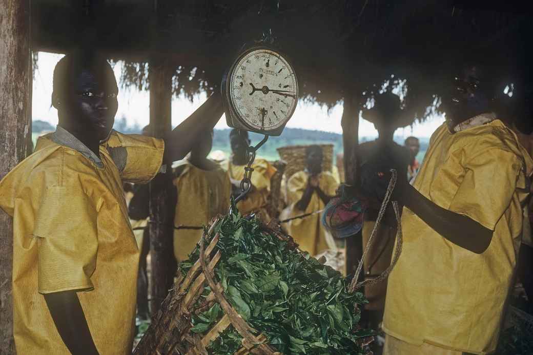 Weighing baskets, Thyolo Tea Estates