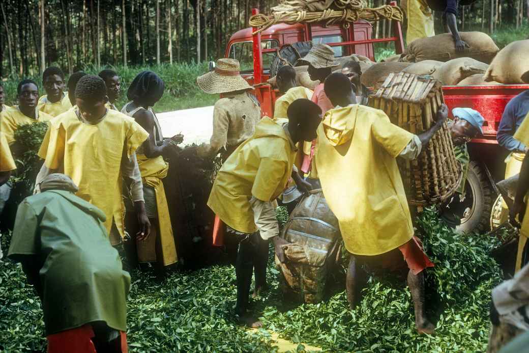 Workers, Thyolo Tea Estates