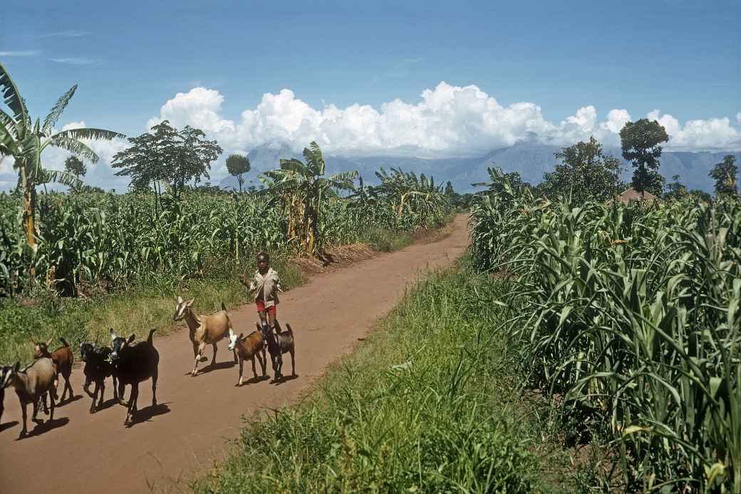 Road to Mulanje