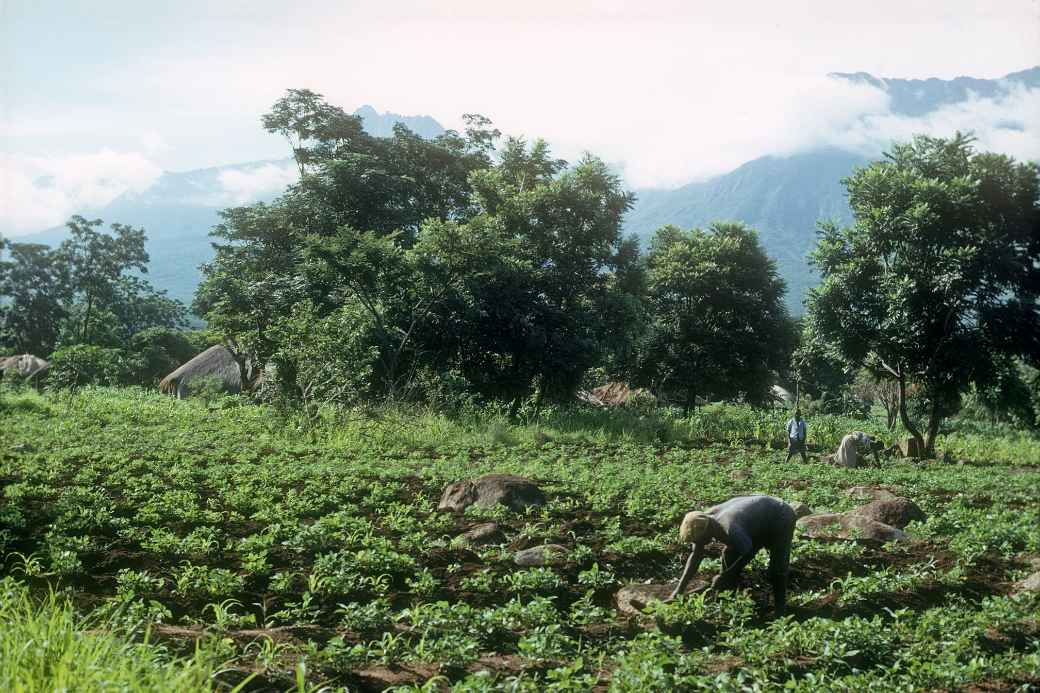 Farm in Phalombe