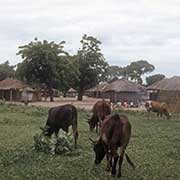 Village near Chikwawa