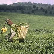 Thyolo Tea Estates