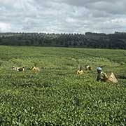 Thyolo Tea Estates