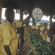 Weighing baskets, Thyolo Tea Estates