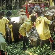 Workers, Thyolo Tea Estates