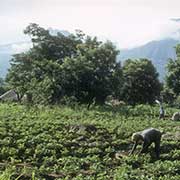 Farm in Phalombe