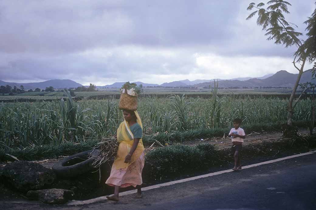 Cane fields, Plaisance