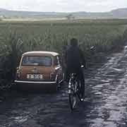 Sugar cane fields, Flacq