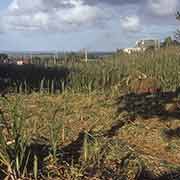 Loading sugar cane, Flacq