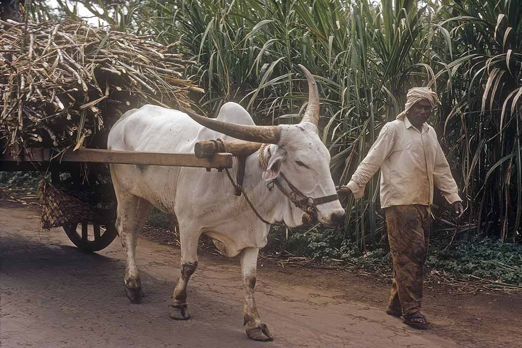 Sugar cane transport, Fond du Sac