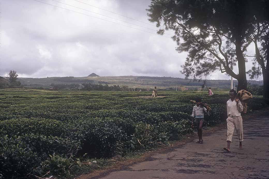 Tea plantation near Bois Cheri