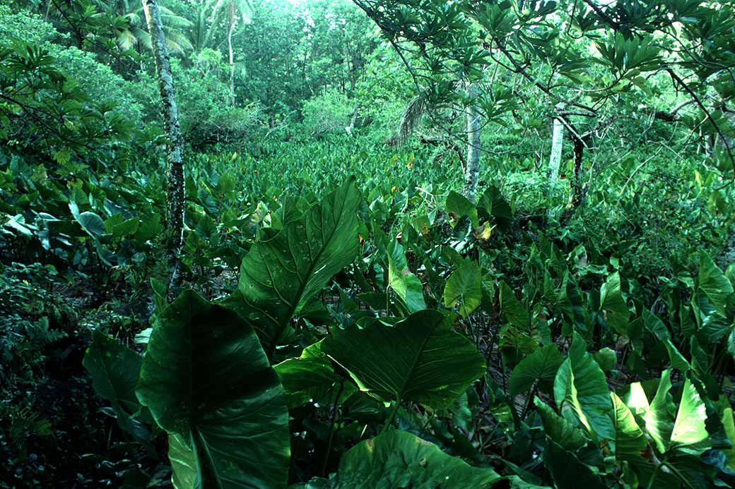 Taro pit on Nomwin island