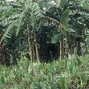 Taro and banana plantation