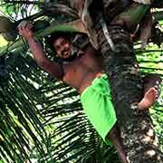 Steve Maras collecting coconuts