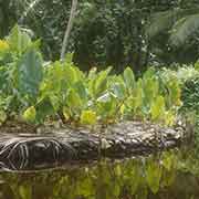 Taro island in Relong