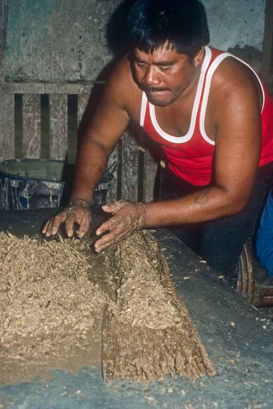 Putting the sakau roots in hibiscus bark