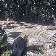 Stone platform with stone coins