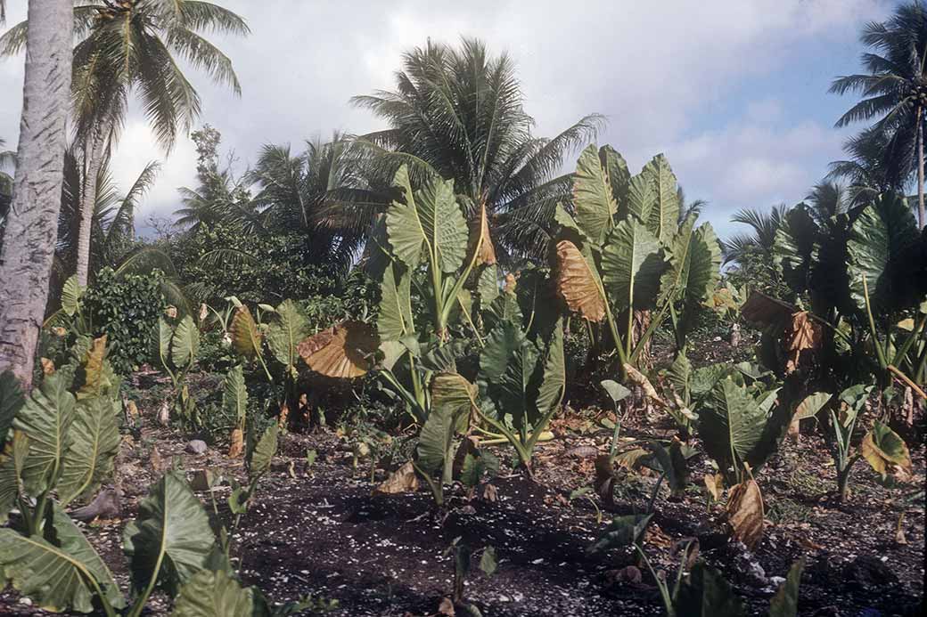 Taro patch, Fais