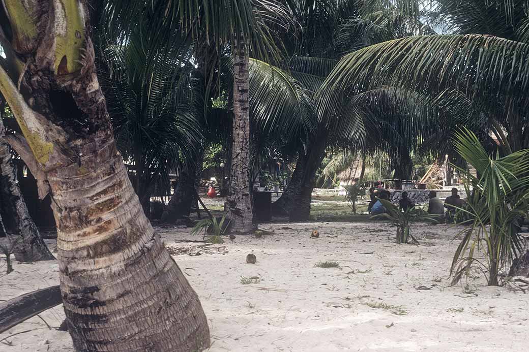 Under the palms, Sorol