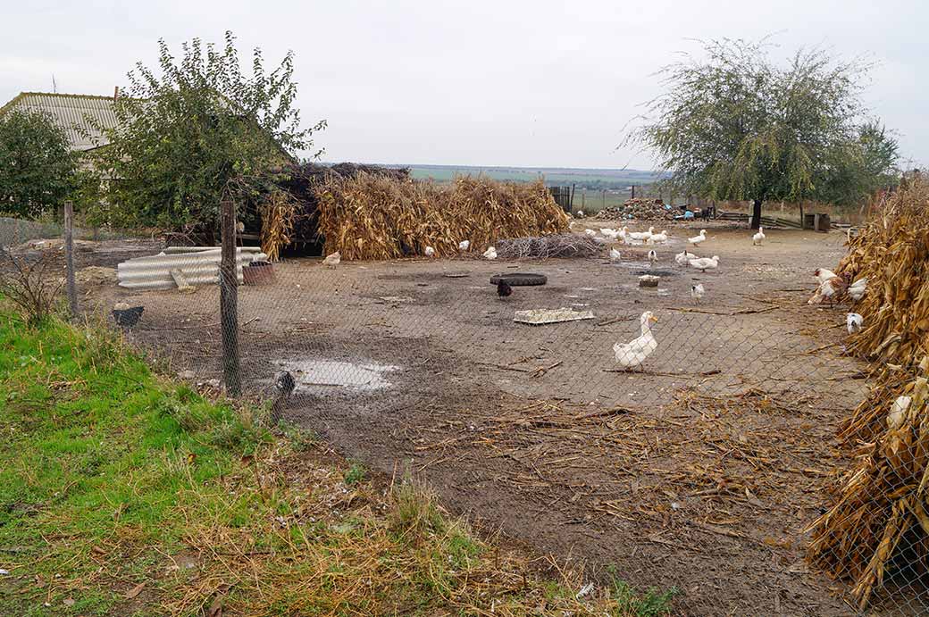 Farmyard, Beșalma