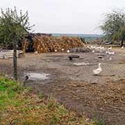 Farmyard, Beșalma