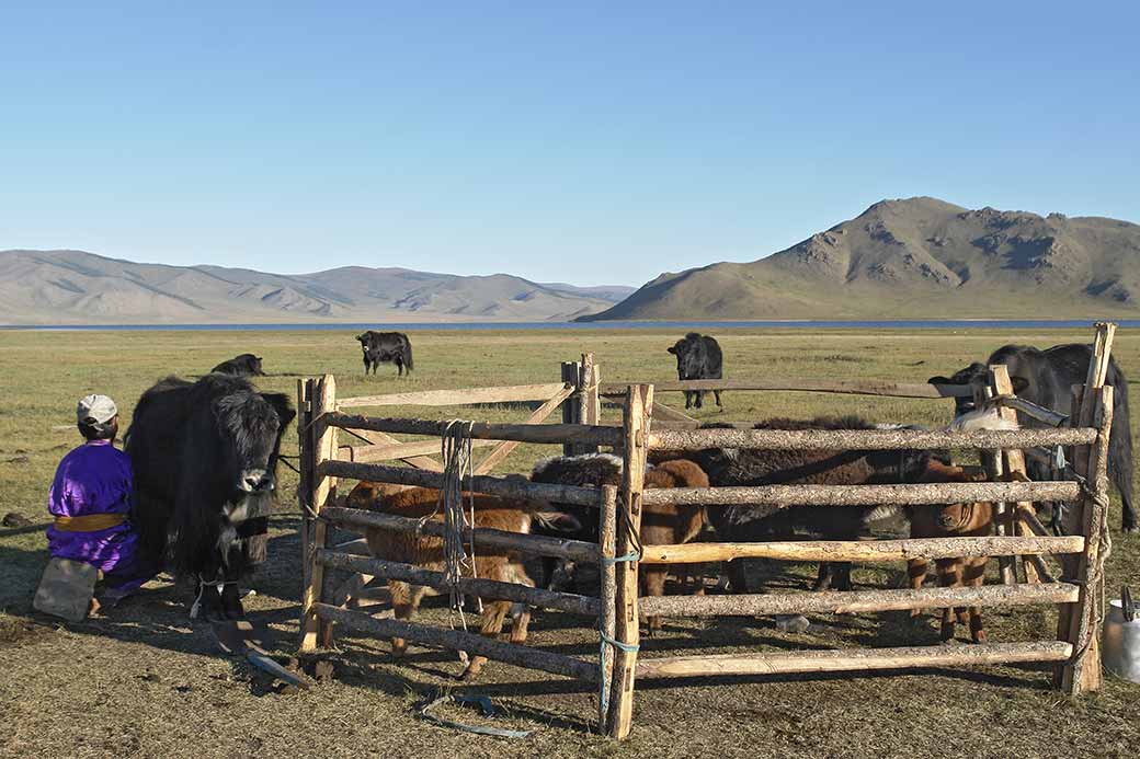 Milking the cows