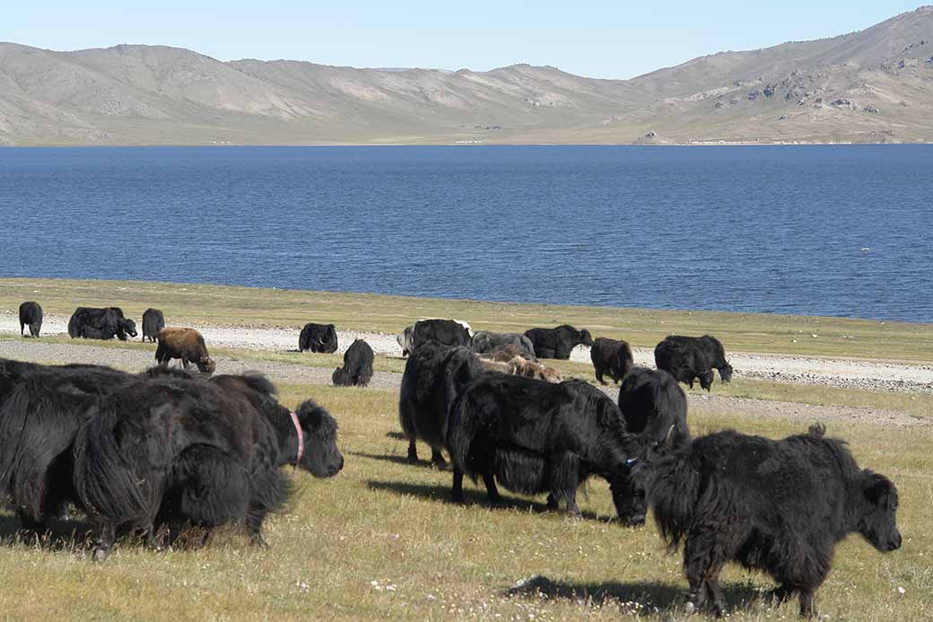 Yaks, Tsagaan Nuur