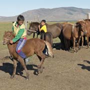 Riding a foal