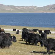 Yaks, Tsagaan Nuur