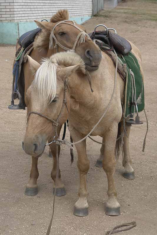 Two horses