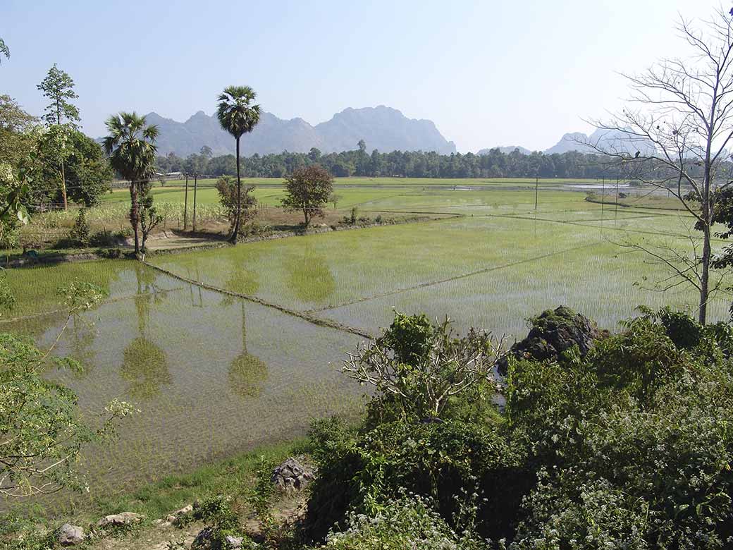 Rice fields